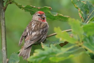 Lesser Redpoll