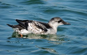 Black Guillemot