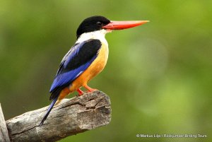 Black-capped Kingfisher by Markus Lilje in Thailand