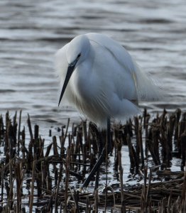 Little Egret