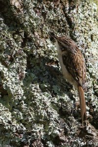 Tree Creeper