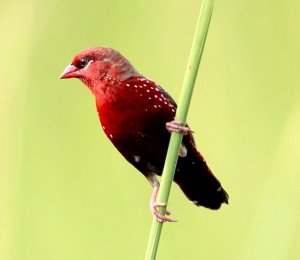 The red avadavat, red munia or strawberry finch