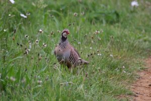 Red-legged Partridge