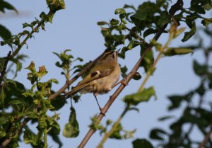 Goldcrest