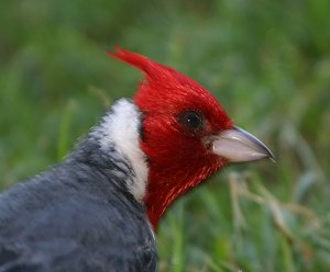 Red-crested Cardinal Portrait
