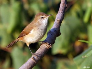 Cape Reed Warbler