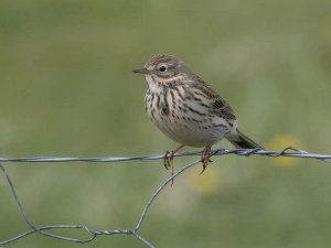 Meadow Pipit