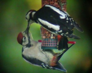 Woodpeckers feeding