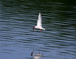 Gull with Dinner