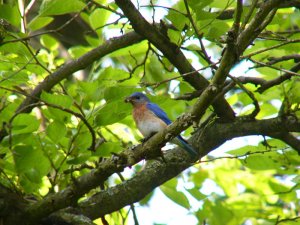 eastern bluebird