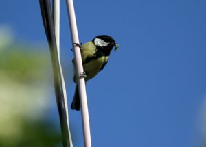 Great tit