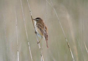 Sedge warbler