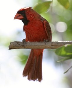 Male Northern Cardinal