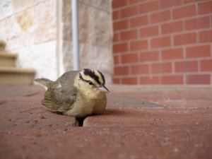 Exhausted in Downtown Charlotte: Worm-Eating Warbler