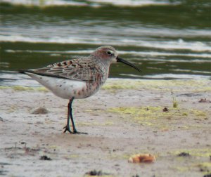 Curlew-Sanpiper