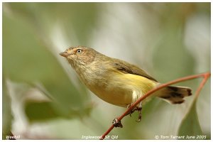 Weebill