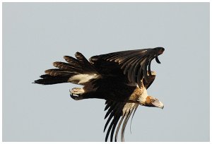 Wedge-tailed Eagle