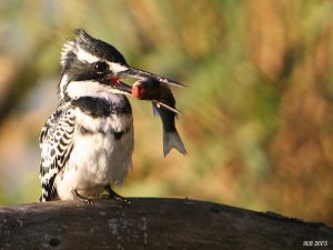 Pied Kingfisher