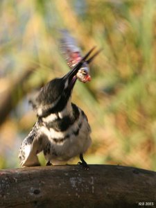 Pied Kingfisher