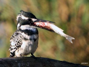 Pied Kingfisher