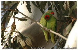 Little Lorikeets