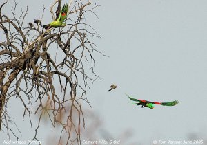 Red-winged Parrots