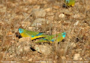 Turquoise Parrots