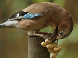 Jay - feeding close-up