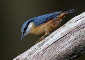 Nuthatch