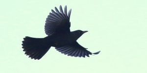 Blackbird-immature male