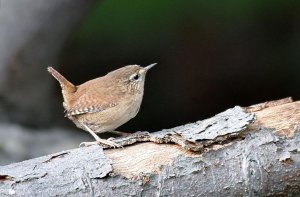 Jenny Wren...