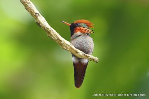 Tufted Coquette by Adam Riley