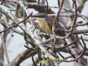 Dark-billed Cuckoo