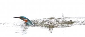 Kingfisher emerging out of Water
