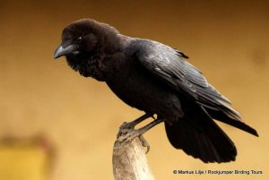 Somali Crow by Markus Lilje in Ethiopia