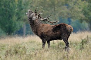 Red Deer Stag... Tatton Park Cheshire