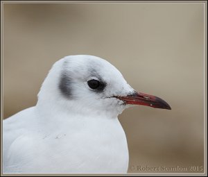 Black-headed Gull portrait