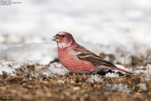 Pallas's Rosefinch