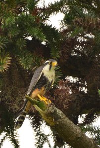 Falco de Coleira