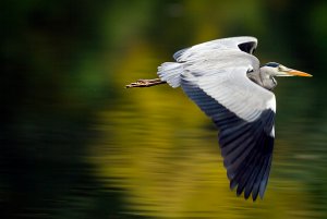 grey heron