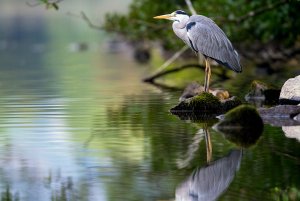 grey heron