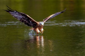 Red Kite