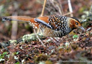 Spotted Laughingthrush by David Shackleford in Bhutan