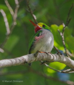 cuban tody