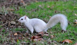 White (Grey) Squirrel