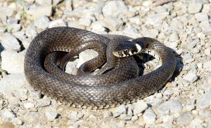 Grass Snake