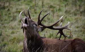 Red Deer Stag... Tatton Park Cheshire