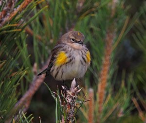 Fall Yellow-rumped