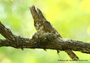 Hodgson's Frogmouth