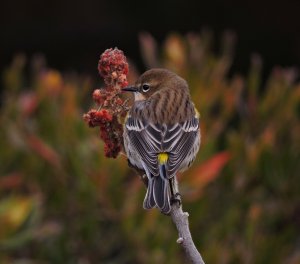 Why it is called Yellow-rumped!